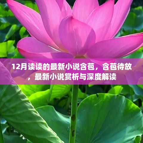 最新小说含苞赏析与深度解读，待放之美，12月必读之作。