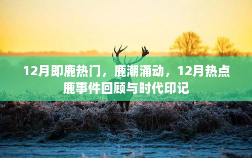 鹿潮涌动，热点鹿事件回顾与时代印记——十二月热点聚焦