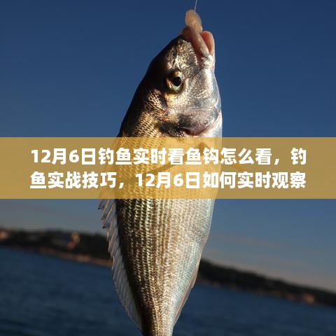 从零开始学钓鱼，实战技巧与实时观察鱼钩指南（12月6日钓鱼攻略）