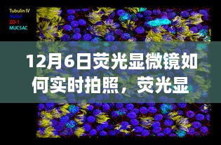 揭秘微观世界的魔法时刻，荧光显微镜实时拍照技术的演变与影响，掌握荧光显微镜下的魔法时刻