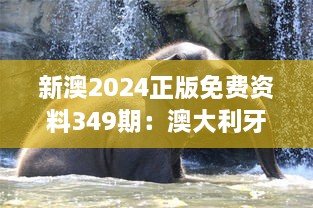 新澳2024正版免费资料349期：澳大利牙野生动物园的奇妙之旅