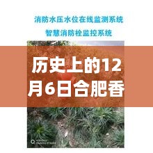 合肥香椿实时价格追踪，智能生活新纪元开启，市场变革引领者——历史香椿价格表图解析