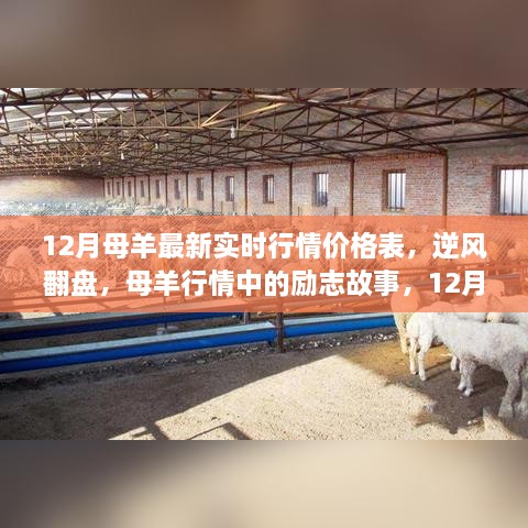 12月母羊行情洞察，实时价格表揭示时代机遇与励志故事