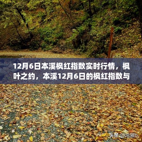 本溪枫红指数实时行情，枫叶之约下的温馨日常（12月6日）