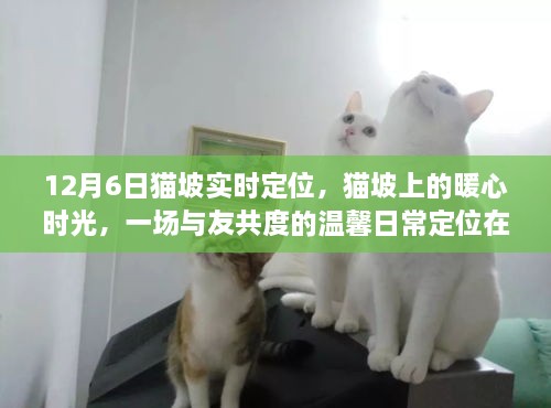 猫坡上暖心时光，与友共度的温馨日常定位回顾（12月6日）