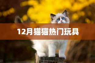 12月猫猫最火玩具大盘点