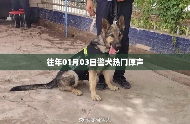 警犬热门原声揭秘，历年1月3日回顾