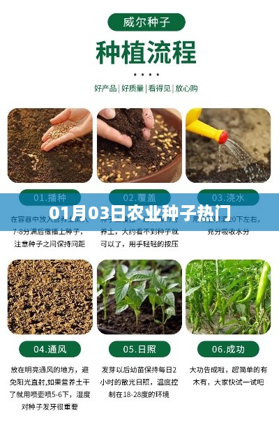 农业种子热点资讯，最新动态与趋势分析