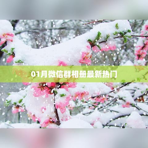 最新热门微信群相册分享