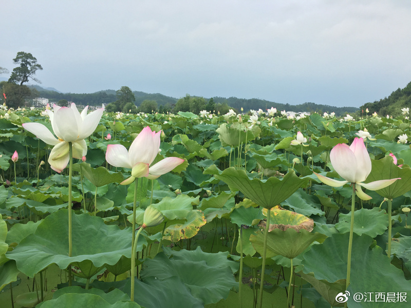 江西莲花最新新闻报道更新