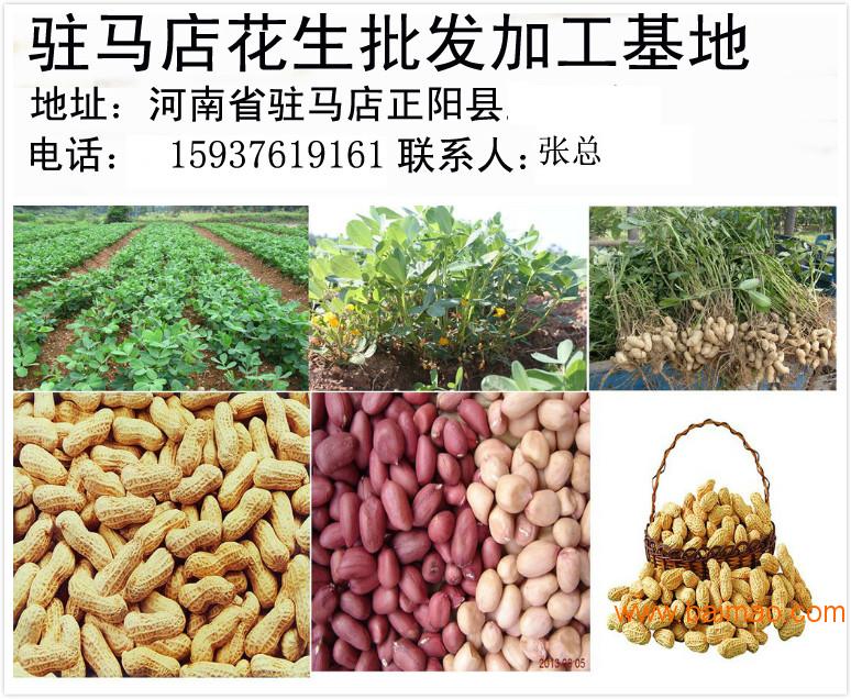 花生米最新批发价格及其动态分析