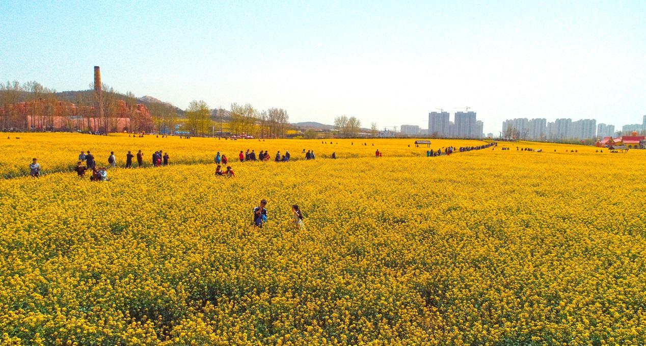 青岛保障房最新动态,青岛保障房最新动态，政策调整与市场反应