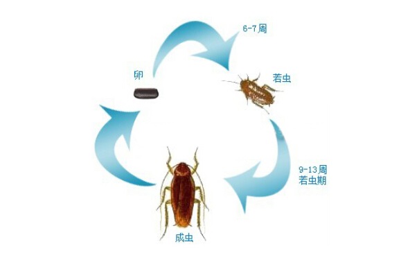 鸡鸣狗盗 第6页