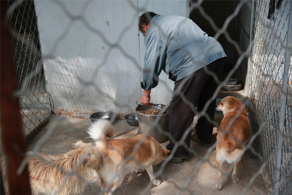 探秘小巷深处的独特犬舍，最新狗狗视频展现非凡魅力