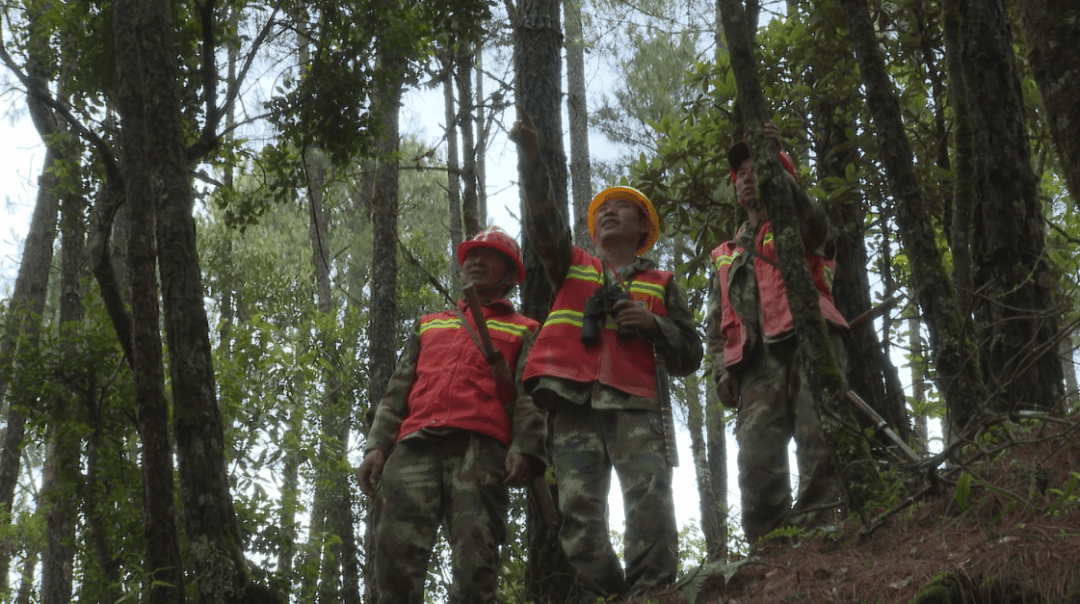 王坦坦的28日自然探秘之旅，寻找内心的绿水青山