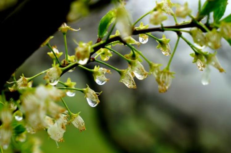 31日最新雨水图片——真实细腻的艺术瞬间深度评测