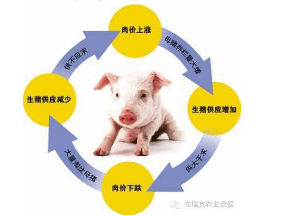 最新卖猪价动态，波动背景、事件回顾与影响分析