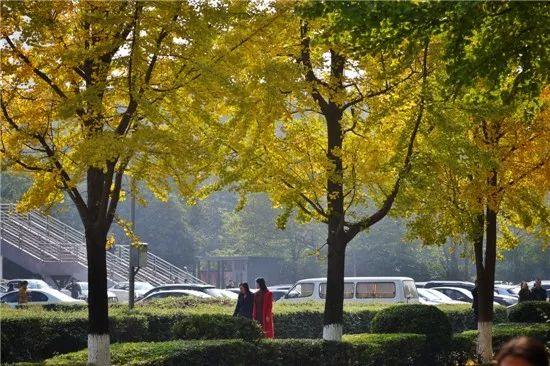 成都大学11月1日温暖纪实，校园最新日常与温馨时光