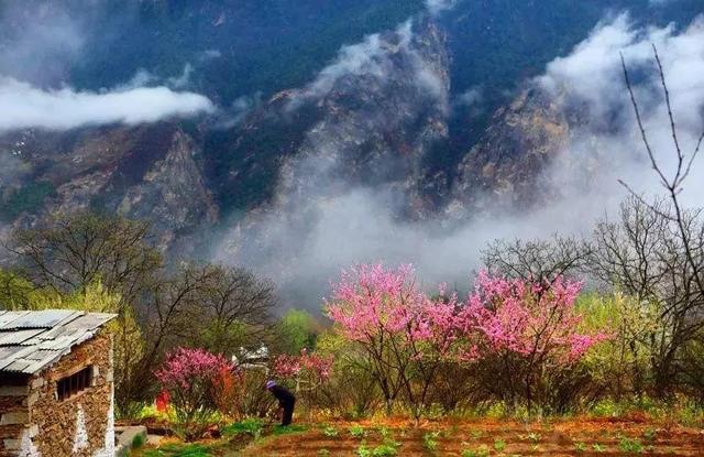 探寻桃花秘境，最新桃花地址的心灵之旅启动于11月5日