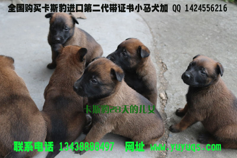 保定马犬最新出售信息，11月7日专报