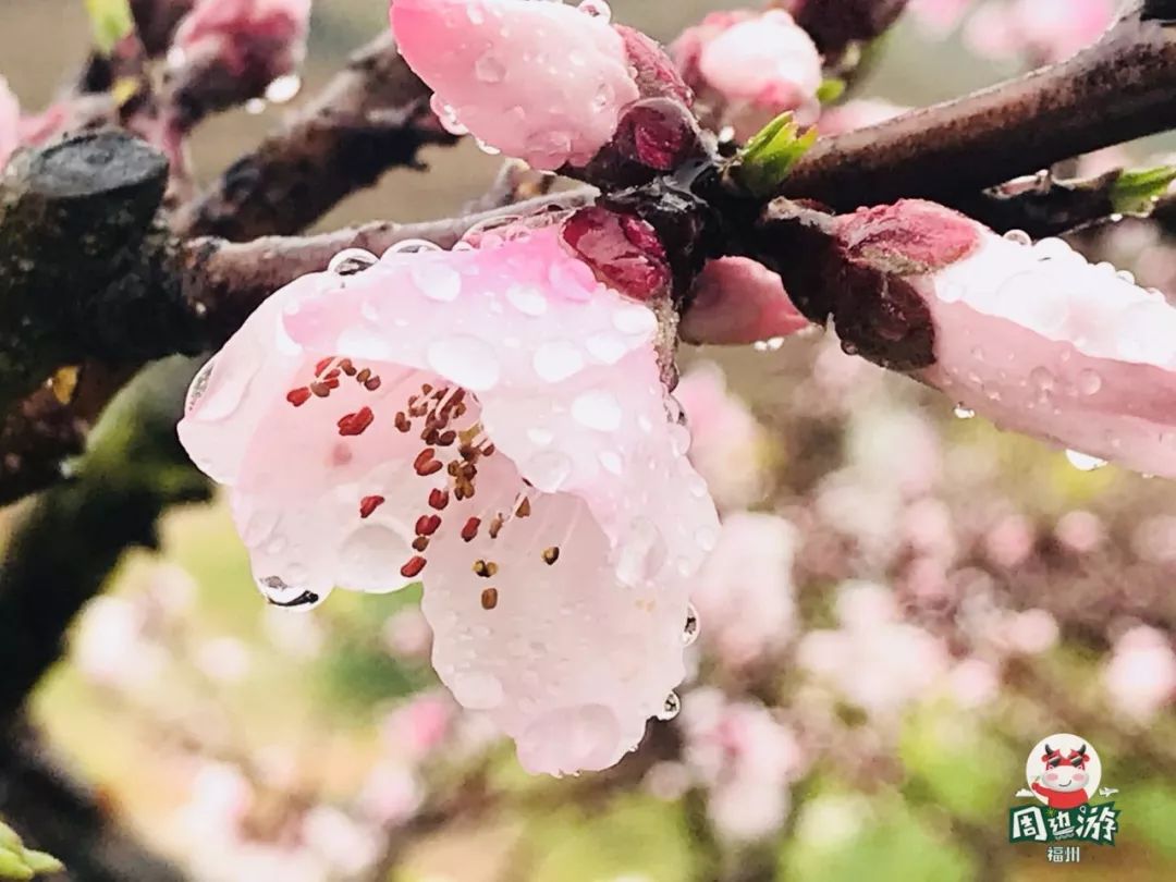 探秘小巷深处的圣诞鲜花秘境，11月8日最新款式绽放之美