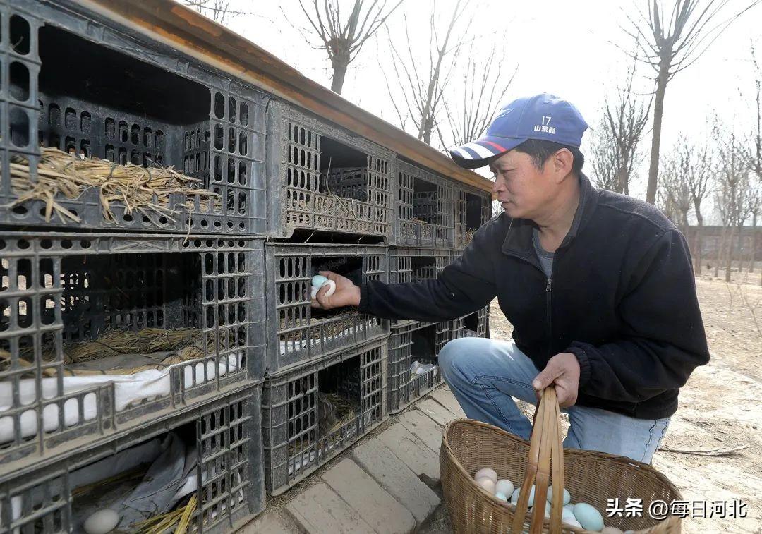 乡村振兴的温暖力量，农民频道帮大哥最新动态 11月10日更新