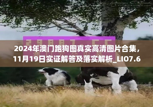 2024年澳门跑狗图真实高清图片合集，11月19日实证解答及落实解析_LIO7.64.36蓝球版