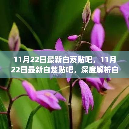 11月22日白芨贴吧更新，深度解析白芨美容功效与最新动态