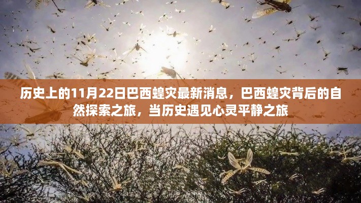 巴西蝗灾背后的自然探索与历史交汇的心灵之旅，最新消息与深度解析