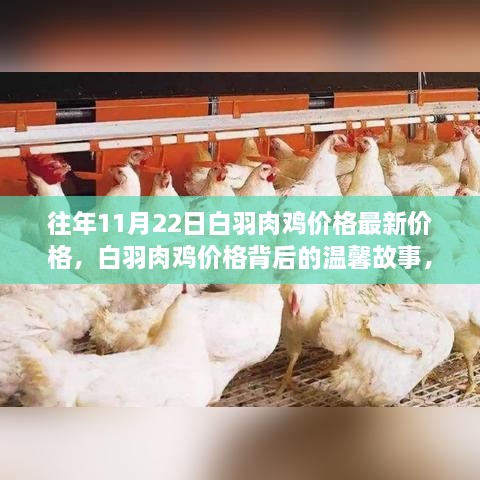 往年11月22日白羽肉鸡价格最新价格，白羽肉鸡价格背后的温馨故事，一场关于友情与陪伴的秋日记忆