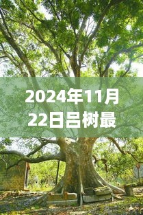 吕树，从平凡到卓越的传奇之旅——纪念他在特定领域的最新辉煌时刻（XXXX年最新进展）