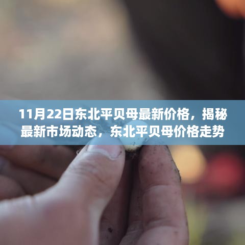 11月22日东北平贝母最新价格，揭秘最新市场动态，东北平贝母价格走势分析——以11月22日为例