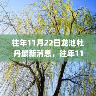 往年11月22日龙池牡丹之旅，探寻内心平静的奇妙冒险