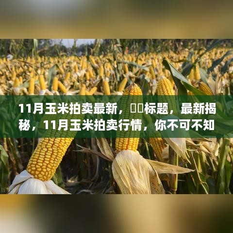 11月玉米拍卖最新，​​标题，最新揭秘，11月玉米拍卖行情，你不可不知的三大看点！