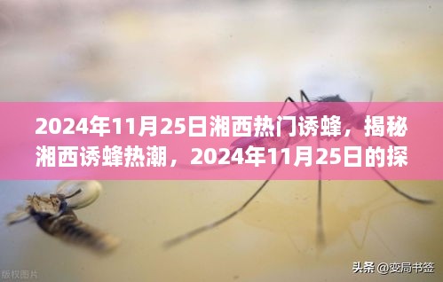 揭秘湘西诱蜂热潮，探秘之旅在湘西展开，日期锁定在2024年11月25日