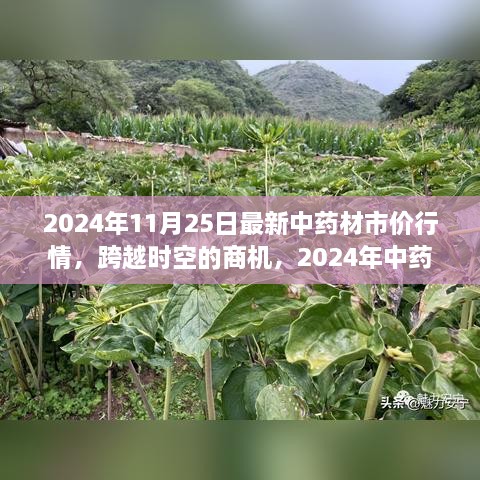 2024年11月25日最新中药材市价行情，跨越时空的商机，2024年中药材市场的新篇章与你的成长之路