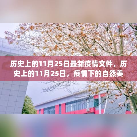 历史上的11月25日，疫情下的自然美景之旅与内心的宁静探寻