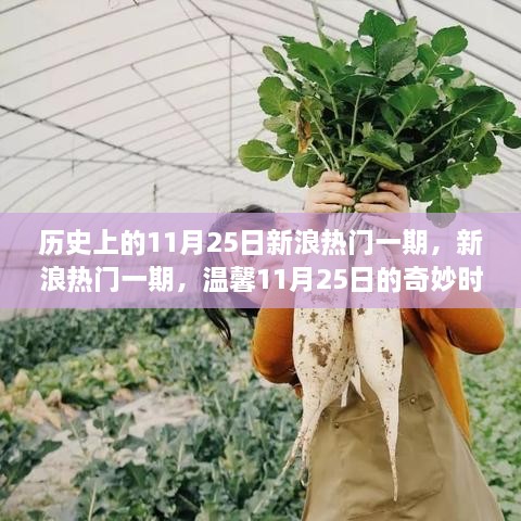 温馨时光，新浪热门一期回顾与奇妙历史时刻的相遇——11月25日特辑