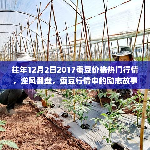 2017年12月2日蚕豆价格行情，逆风翻盘与励志故事启示