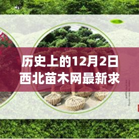 历史上的12月2日西北苗木网求购信息回顾，最新苗木需求一览