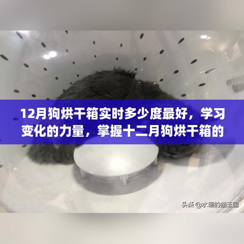 掌握十二月狗烘干箱最佳温度，点亮自信与成就之光，探索变化的力量与最佳温度选择