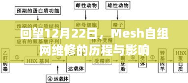 Mesh自组网维修历程回顾，影响与展望（12月22日回望）