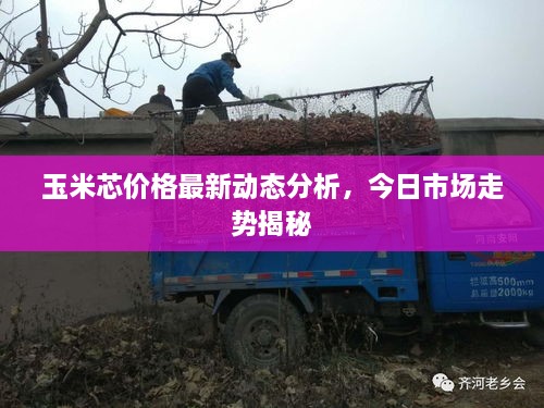 玉米芯价格最新动态分析，今日市场走势揭秘