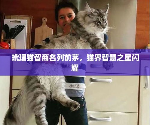 玳瑁猫智商名列前茅，猫界智慧之星闪耀
