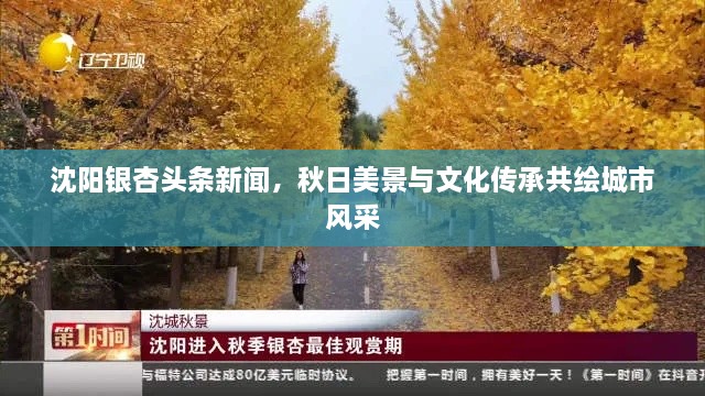 沈阳银杏头条新闻，秋日美景与文化传承共绘城市风采