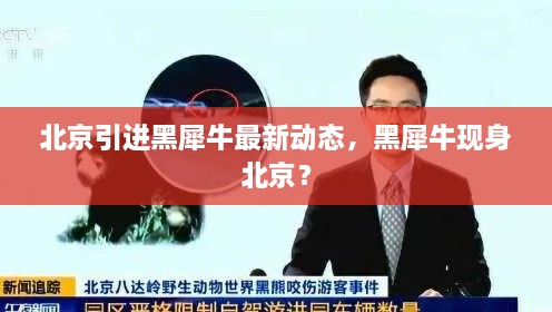 北京引进黑犀牛最新动态，黑犀牛现身北京？