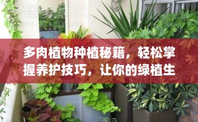 多肉植物种植秘籍，轻松掌握养护技巧，让你的绿植生机勃勃！