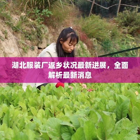 湖北服装厂返乡状况最新进展，全面解析最新消息