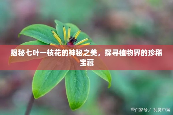 揭秘七叶一枝花的神秘之美，探寻植物界的珍稀宝藏